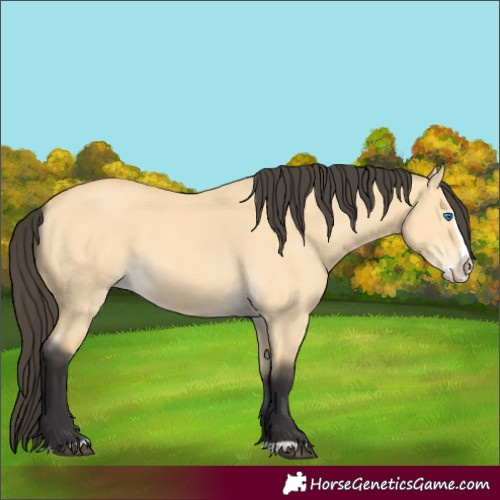 Horse Color:Buckskin Dun Splash