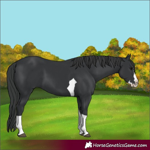 Horse Color:Black Splash Tobiano 