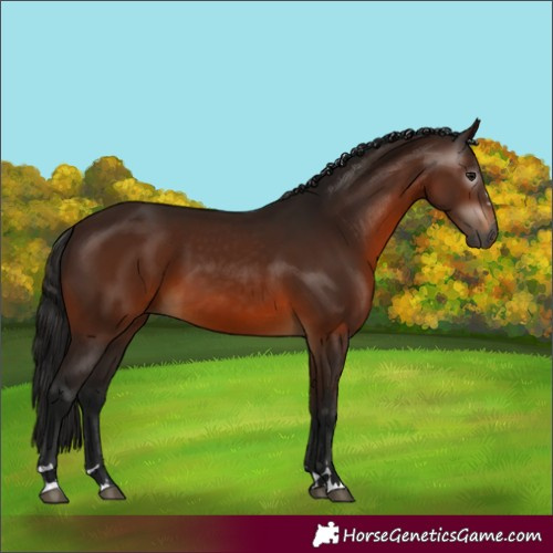 Horse Color:Gray Bay 