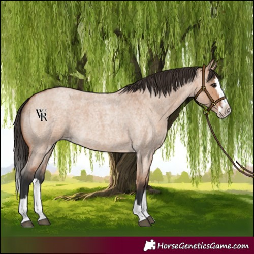 Horse Color:Bay Roan Dun Splash