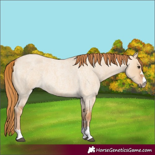 Horse Color:Red Dun Roan