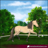 Horse Color:Buckskin 