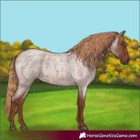 Horse Color:Red Roan 