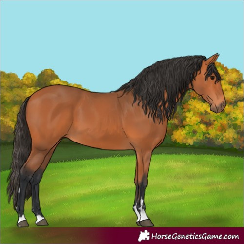 Horse Color:Bay 
