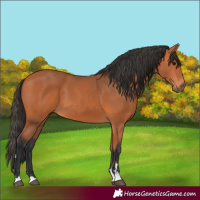 Horse Color:Bay 