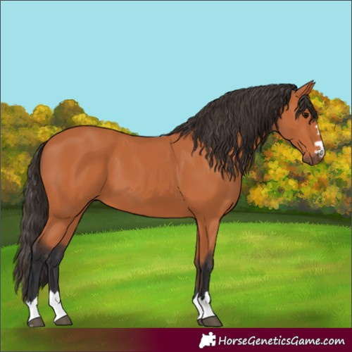 Horse Color:Bay 