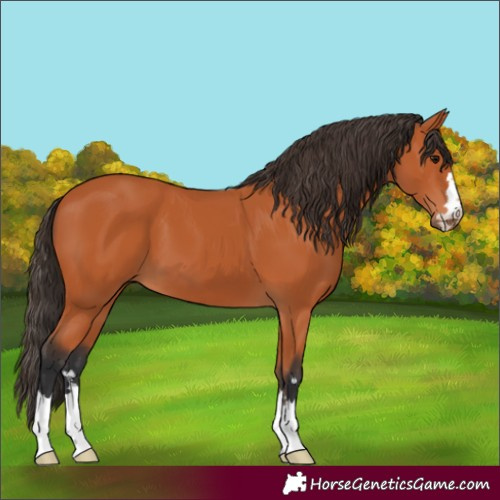 Horse Color:Bay 
