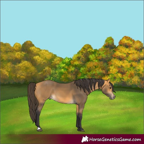 Horse Color:Buckskin 
