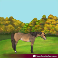 Horse Color:Buckskin 