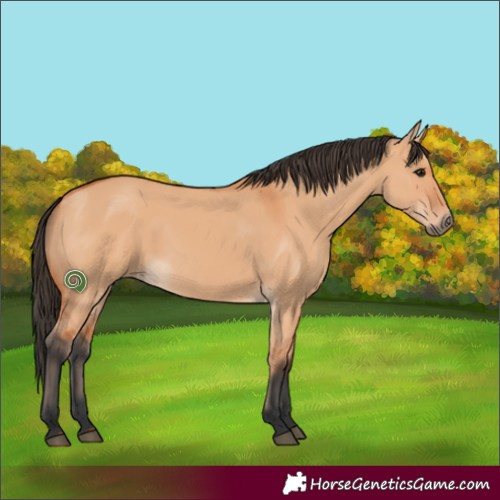 Horse Color:Bay Dun