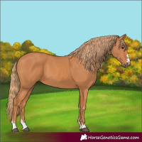 Horse Color:Chestnut 