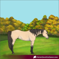 Horse Color:Buckskin 