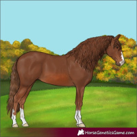 Horse Color:Chestnut 