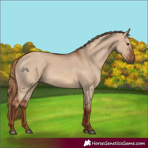 Horse Color:Red Dun Rabicano 