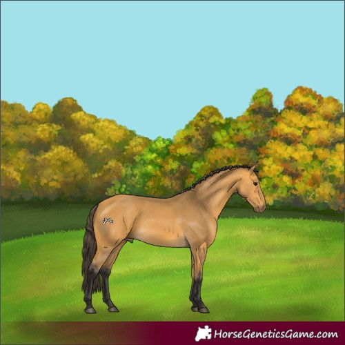 Horse Color:Buckskin 