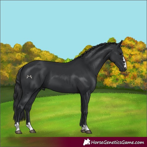 Horse Color:Black 