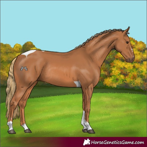 Horse Color:Chestnut Tobiano Rabicano 