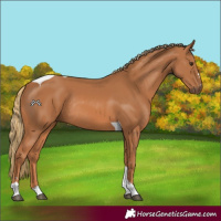 Horse Color:Chestnut Tobiano Rabicano