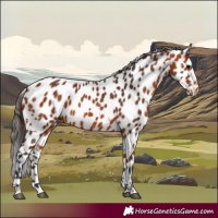 Horse Color:Bay Leopard 