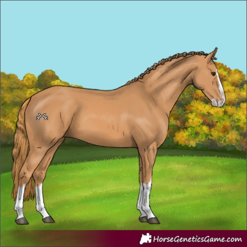 Horse Color:Chestnut Splash