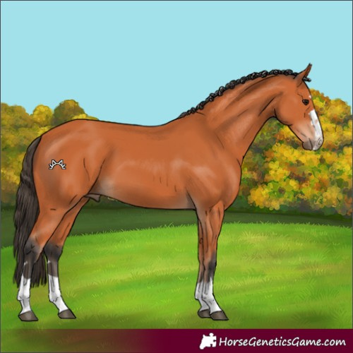 Horse Color:Bay 