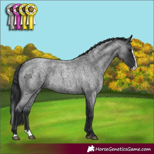 Horse Color:Blue Roan Splash 