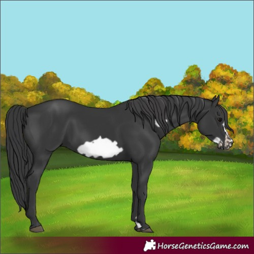 Horse Color:Black Frame