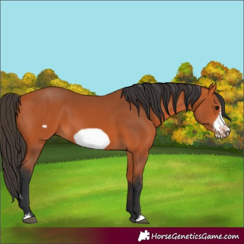 Horse Color:Bay Frame