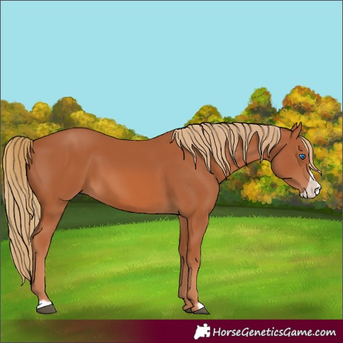 Horse Color:Chestnut Frame