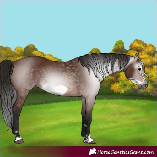 Horse Color:Gray Bay Frame