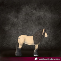 Horse Color:Buckskin 