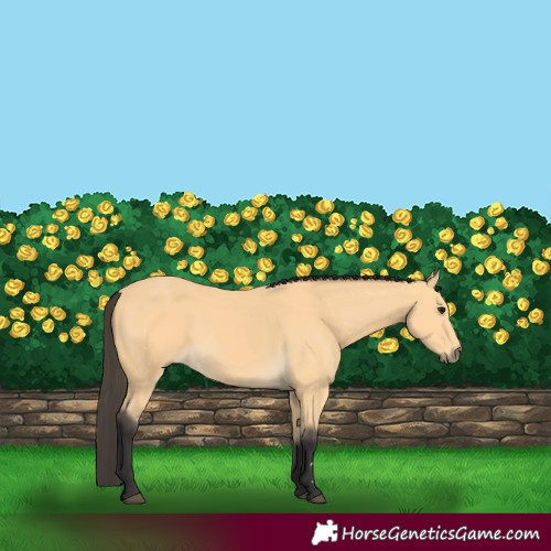 Horse Color:Buckskin 