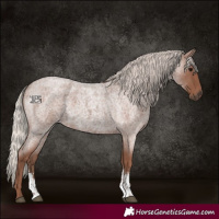 Horse Color:Silver Blue Roan Sabino 