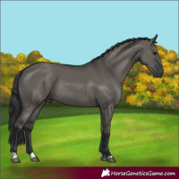Horse Color:Grullo Rabicano 