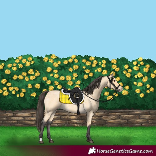 Horse Color:Buckskin Roan