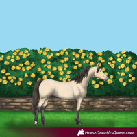 Horse Color:Buckskin Roan
