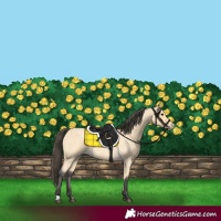 Horse Color:Buckskin Roan 