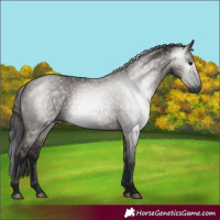 Horse Color:Gray Grullo 