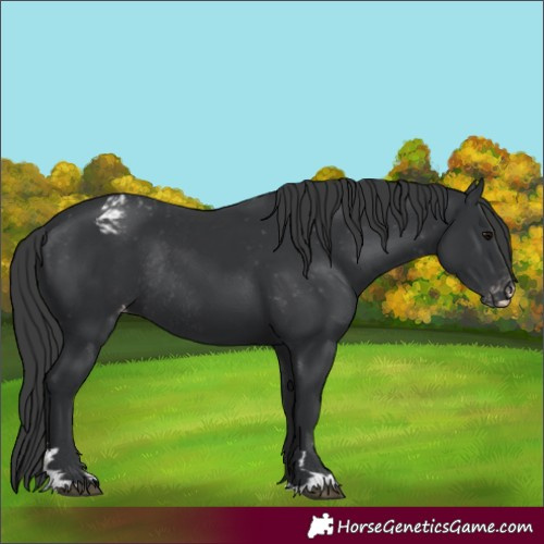 Horse Color:Black Varnish Rabicano 