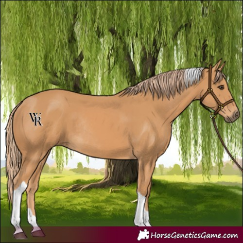 Horse Color:Chestnut Tobiano Rabicano