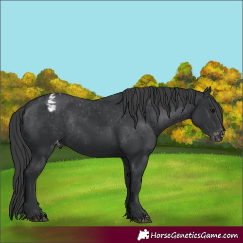 Horse Color:Black Appaloosa Rabicano 
