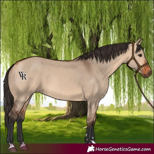 Horse Color:Bay Dun 