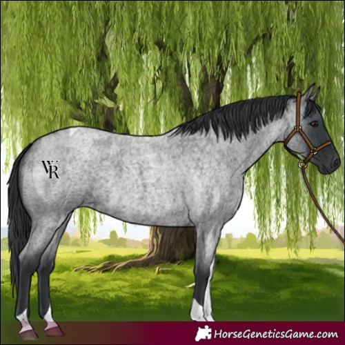 Horse Color:Blue Roan Tobiano 