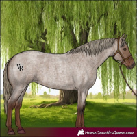 Horse Color:Liver Red Dun Roan 