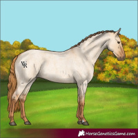 Horse Color:Red Dun Roan 
