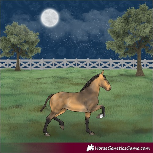 Horse Color:Buckskin 