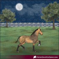 Horse Color:Buckskin 