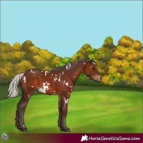 Horse Color:White Spotted Silver Brown 