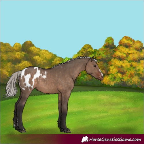 Horse Color:Silver Brown Dun Blanket 
