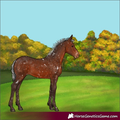 Horse Color:White Spotted Silver Brown Snowflake Varnish 